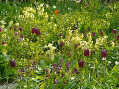 GartenP1070551.jpg