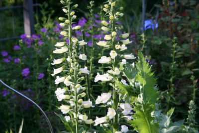 Digitalis0216.JPG