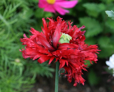 Mohn2316.JPG