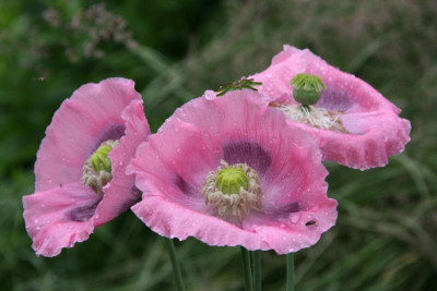 Mohn0716.JPG