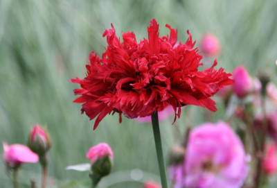 Mohn1916.JPG