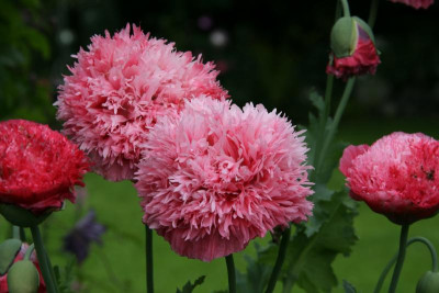 Mohn0416.JPG