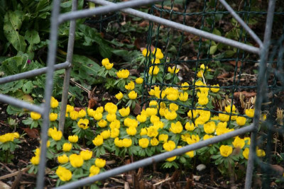Frühling0216.JPG