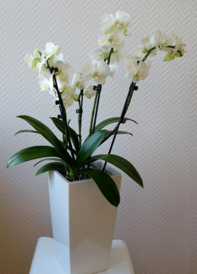 Weihnachtsphalaenopsis1 -  6.1.2017.jpg