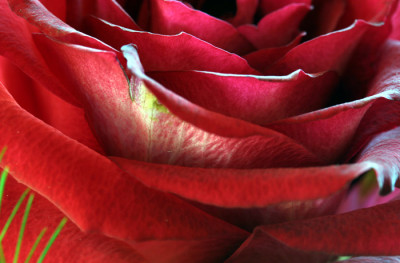 Rose-mit-Schonheitsfehler.jpg