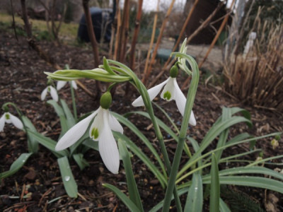 G.atkinsii.JPG