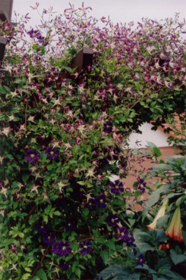 Scan1.JPG