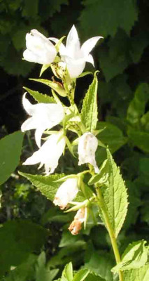 Campanula_sp_alba.jpg