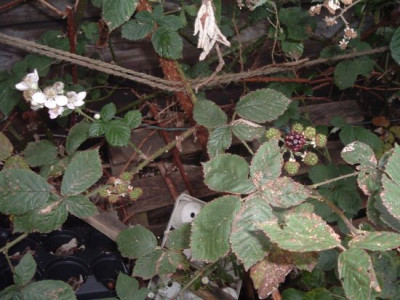 Brombeeren_im_November.jpg