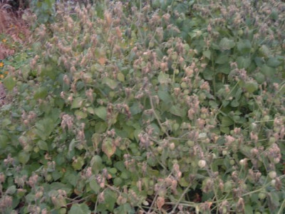 Andenbeeren_im_November.jpg