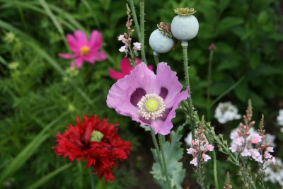 Mohn2016.JPG