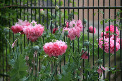 Mohn1216.JPG