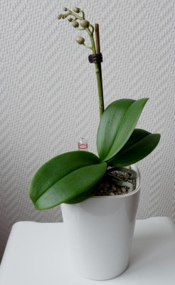 Miniphalaenopsis - 7.1.2017.jpg