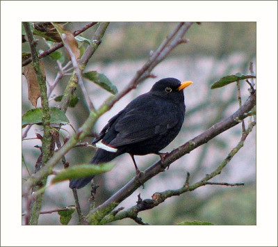 AMSEL_MI_0811_RI.jpg