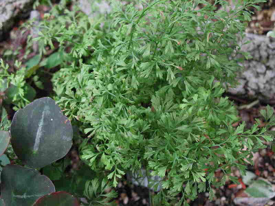 Asplenium fissum ...  29.7. 11. 099.jpg