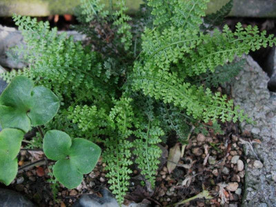 Asplenium fontanum ...  4.5.14 026.jpg