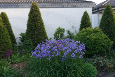 Iris sibirica.jpg