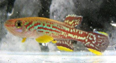 Fundulopanchax specII.jpg