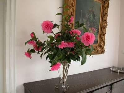 Kamelie.Debbie in Vase.jpg