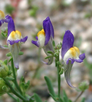07030013_eLinaria_alpina_Hybride.JPG