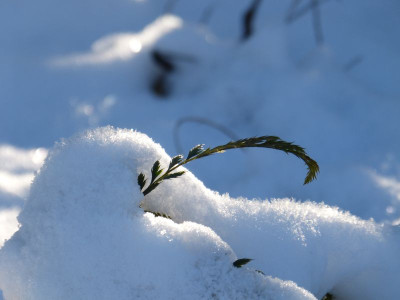 2017-01-06 Gartenimpressionen 1.jpg
