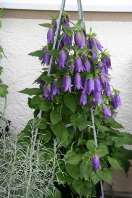 Campanula Sarastro0115.JPG
