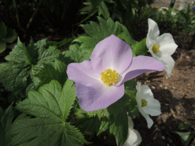 DSCN0108_1929.JPG