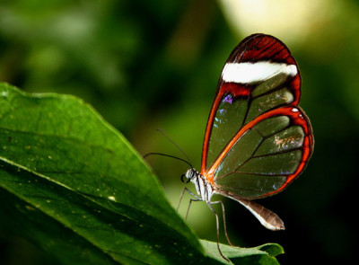 Schmetterling-EP-7.jpg