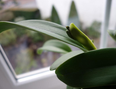 Cattleya Blütenscheide im Gegenlicht 9.1.2017.jpg