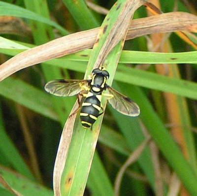 Xanthogramma_pedissequum_-_Spaete_Gelbrandschwebfliege_01.jpg