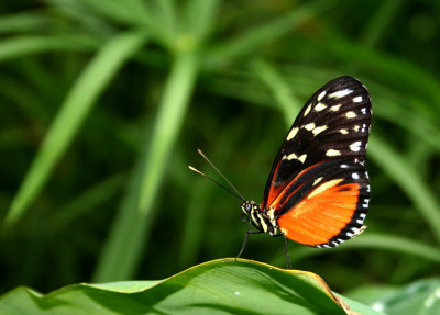 Schmetterling-EP-6.jpg