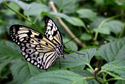 Schmetterling-EP-4.jpg