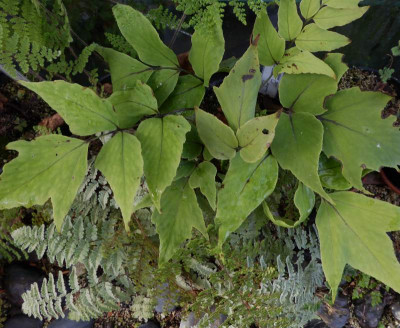 Cyrtomium macrophyllum var. tukusicola ...  9.1.17 025.jpg