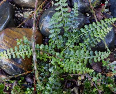 Asplenium foreziense  ...  9.1.17 017.jpg