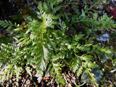 Asplenium onopteris ...  9.1.17 015.jpg