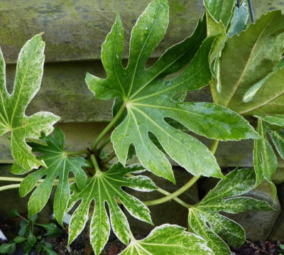 Fatsia japonica 'Spinder's Web' ...  9.1.17 001.jpg