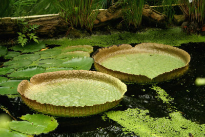 Ega-2.jpg