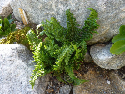 Dryopteris_affinis_crispa_congesta_15.06.2013.JPG