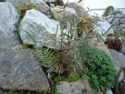 Pellaea atropurpurea_23.10.2016.JPG