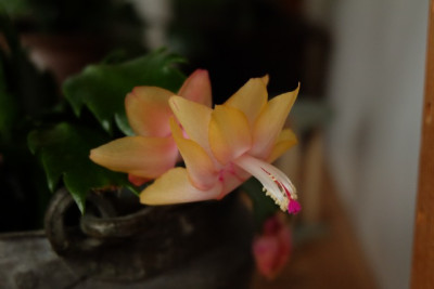 DSCF0520_1935.JPG