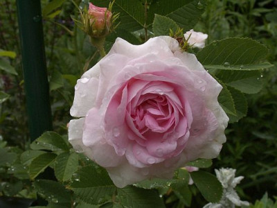 Chloris-III.jpg