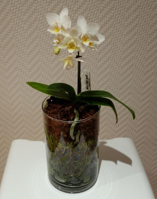 Miniphalaenopsis in GSK - 10.1.2017.jpg