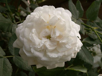 Mme-Plantier-IV.jpg