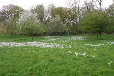 Wiesenschaumkraut.jpg