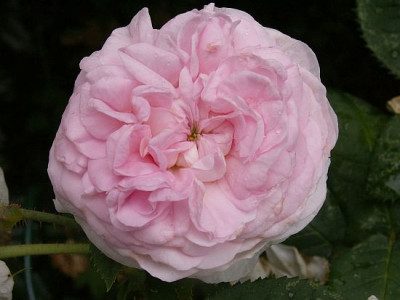 Felicite-Parmentier-II.jpg