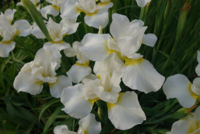 Iris sibirica - Viel Schnee.jpg