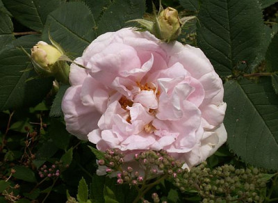 Maidens_Blush-06-06.jpg