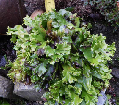 Aspl. scol. Krausköpfchen  ...  11.1.17 002.jpg