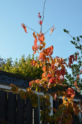 Parrotia_persica-Vanessa.16-1.jpg