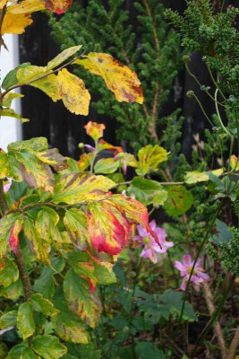 Parrotia_persica-Vanessa.14-2.jpg
